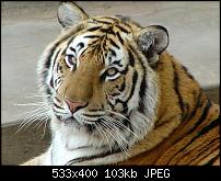 Нажмите на изображение для увеличения
Название: Тигр1.jpg
Просмотров: 16
Размер:	102.8 Кб
ID:	11938
